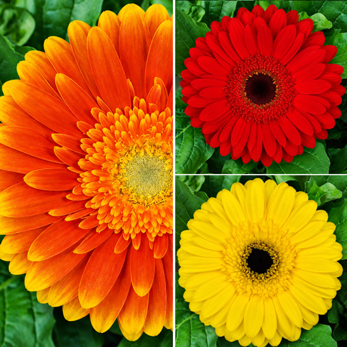 Gerbera Wildfire Collection