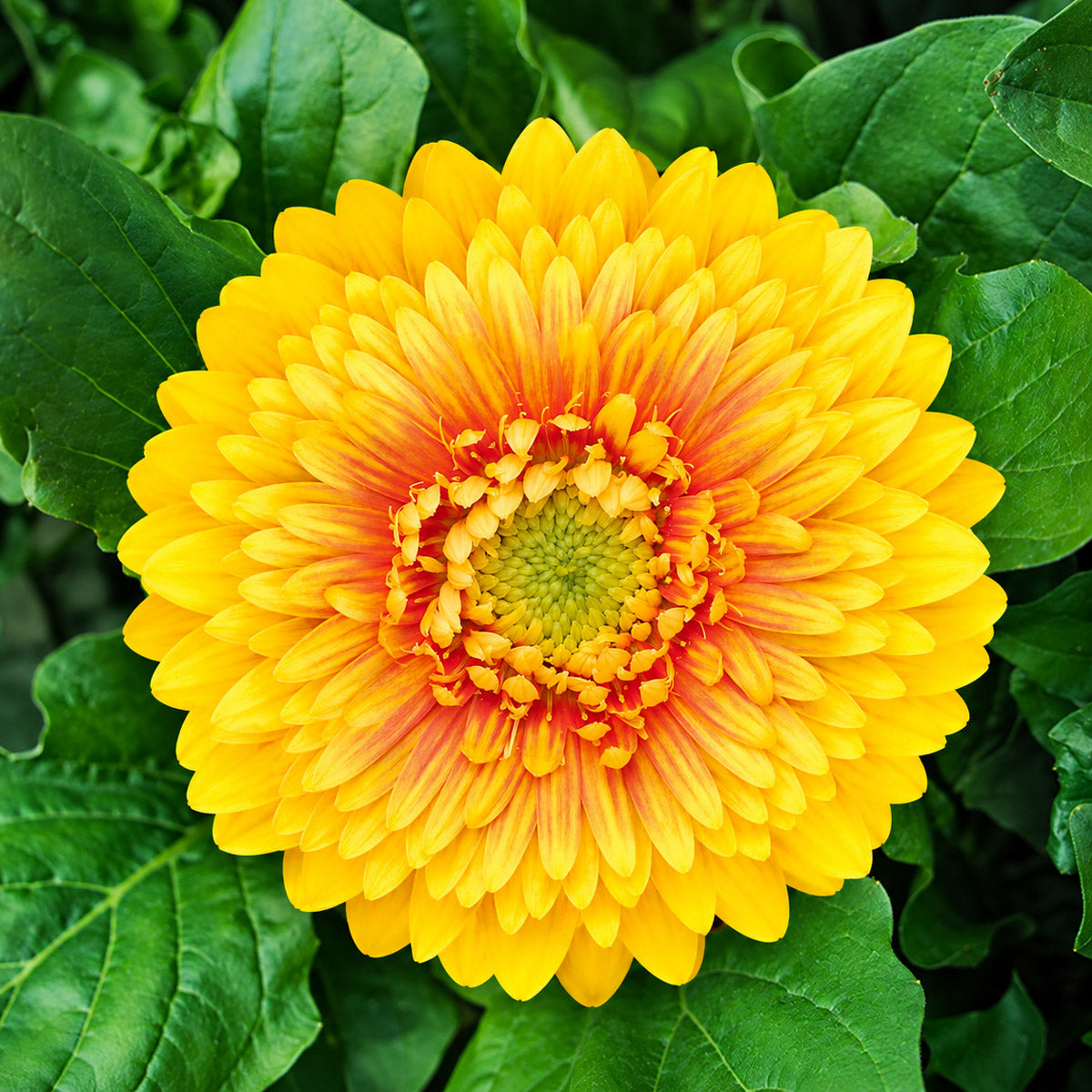 Gerbera Bolero Freddy