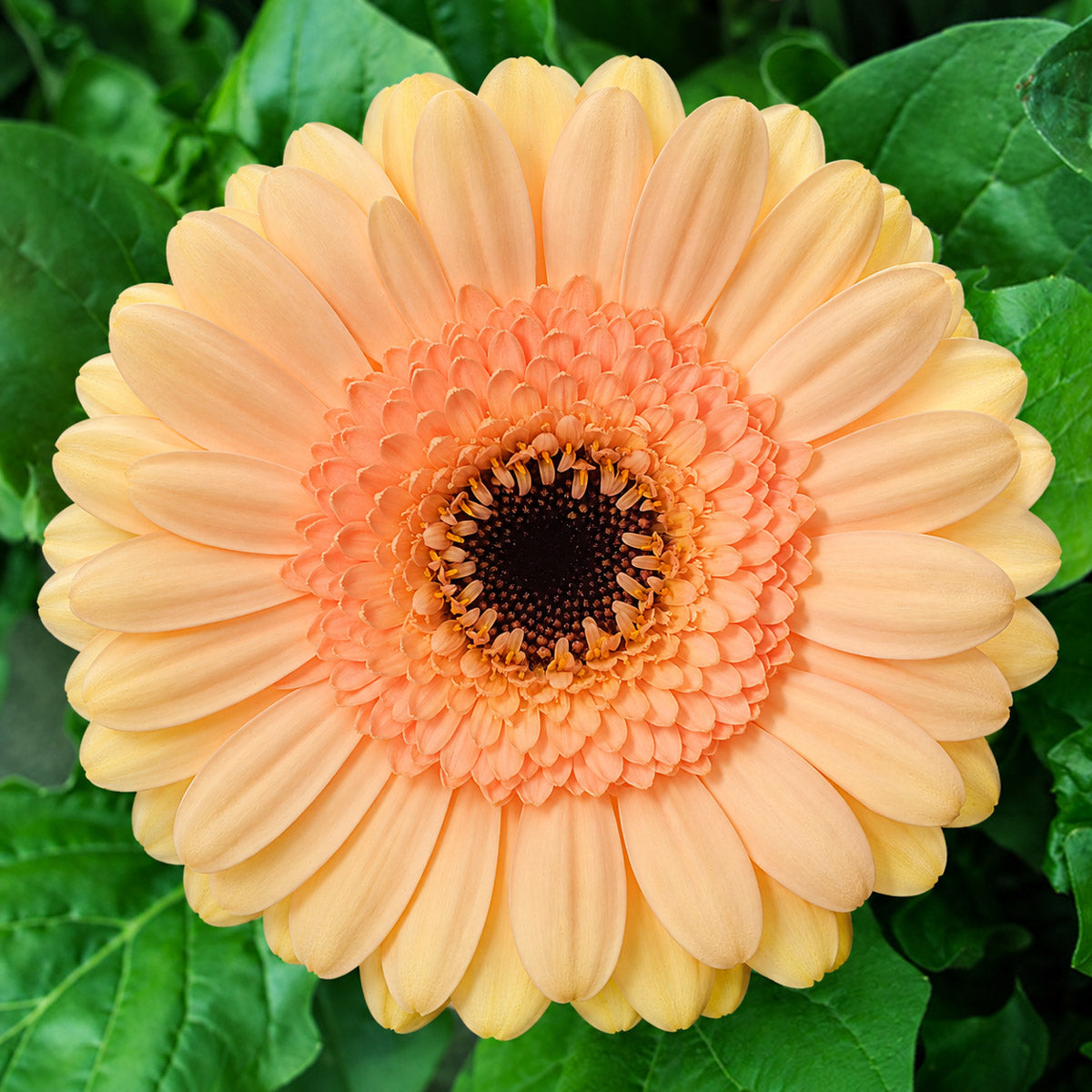 Gerbera Cafe