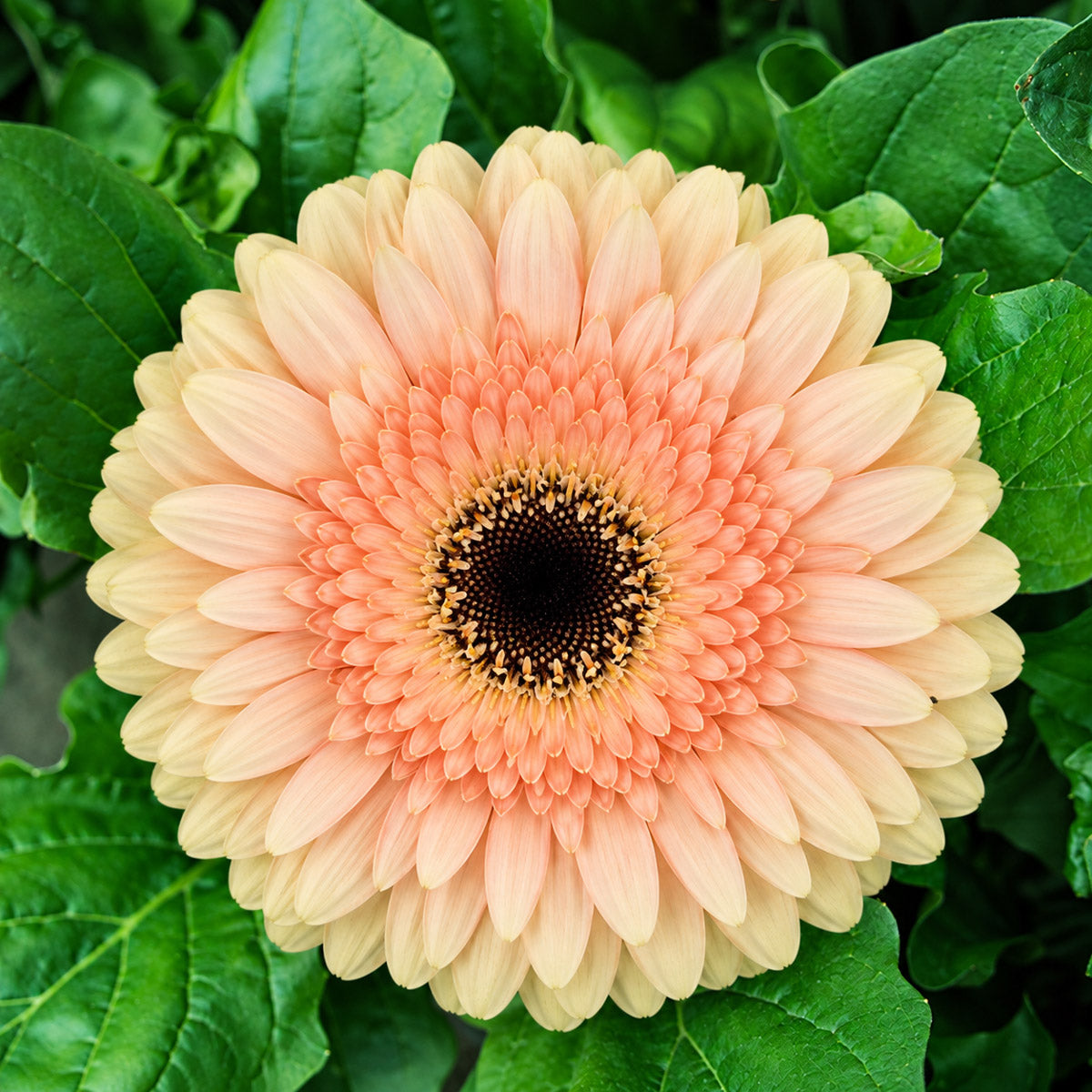 Gerbera Cafe Del Mar