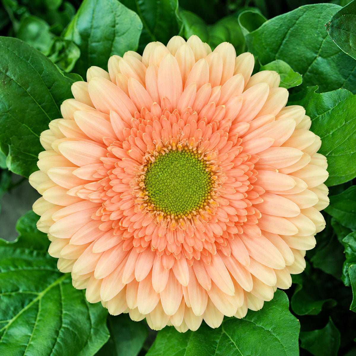 Gerbera Carlita