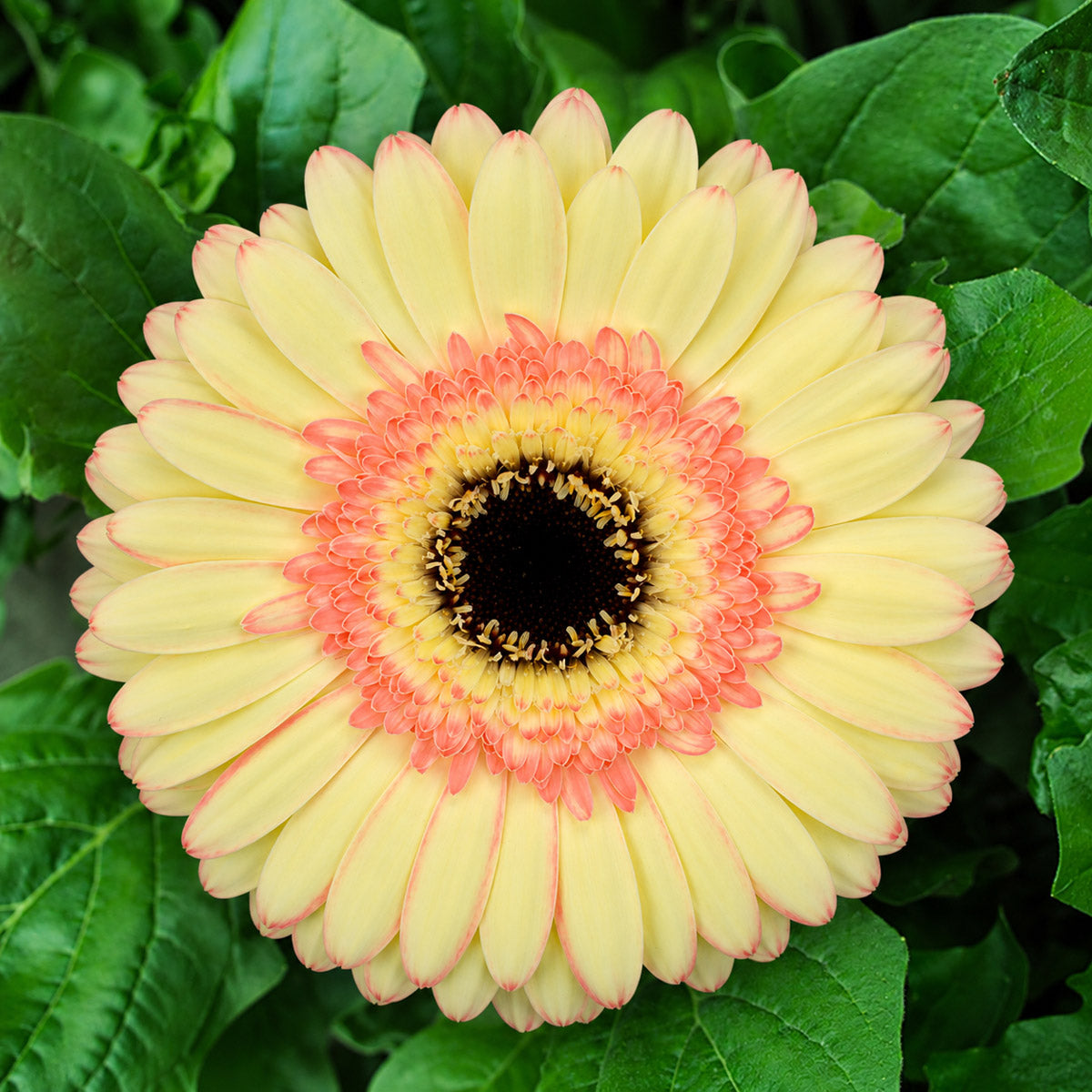 Gerbera Cartizze