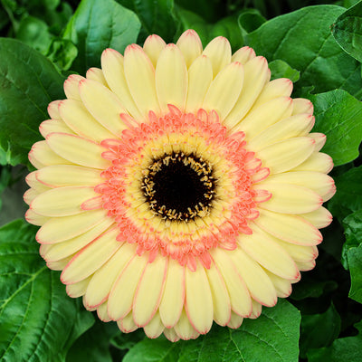 Gerbera Peaches N Cream Collection