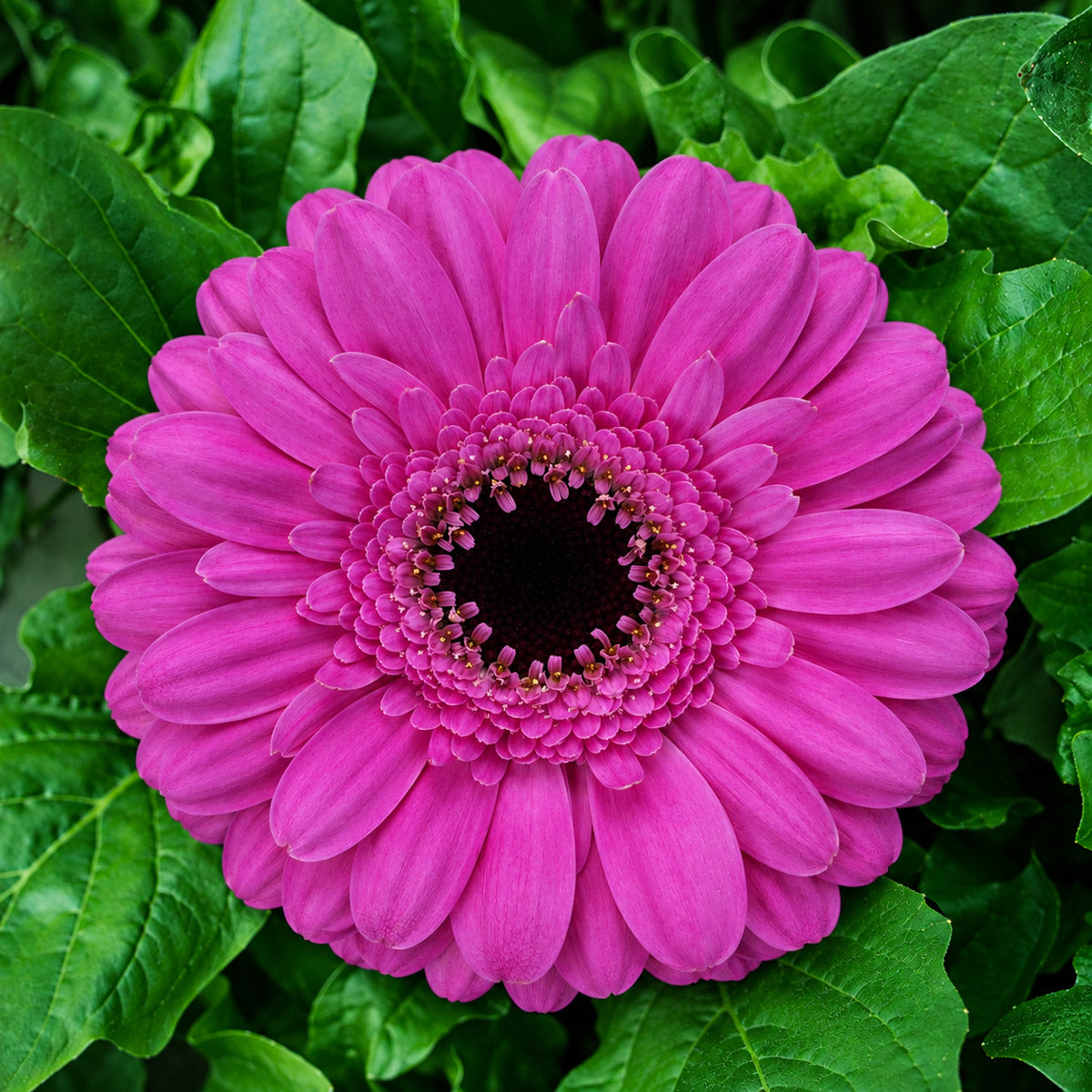 Gerbera Dolcetto