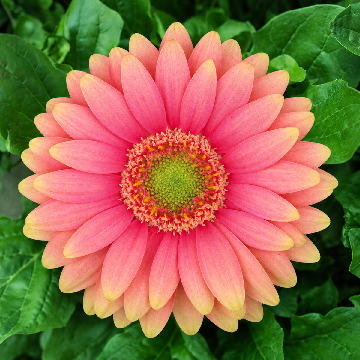 Gerbera Dora