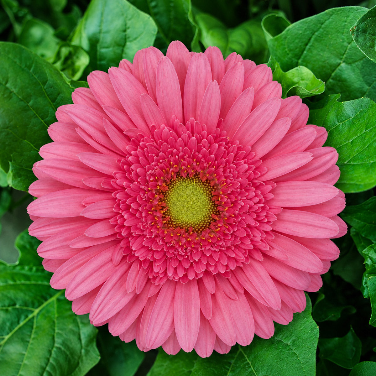 Gerbera Esmara