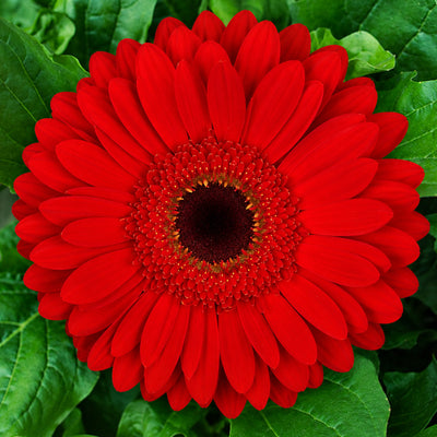 Gerbera Wildfire Collection