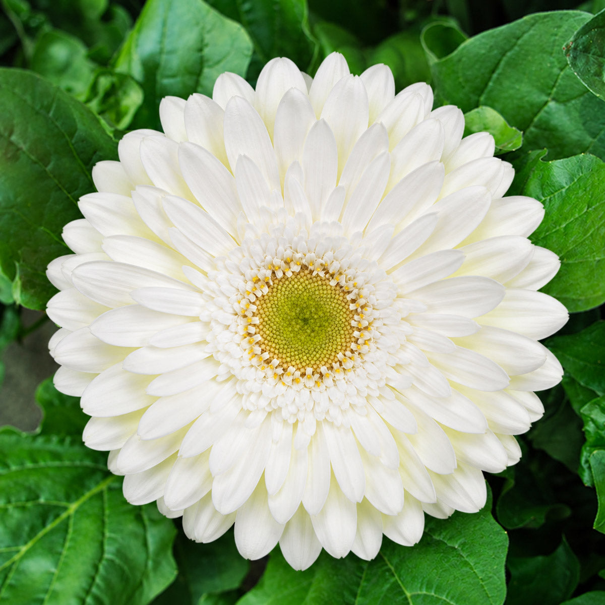 Gerbera Farenheit