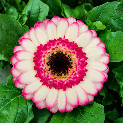 Gerbera Bicolour Collection