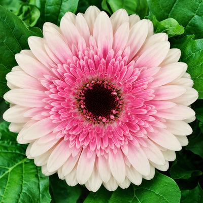 Gerbera Strawberries N Cream Collection