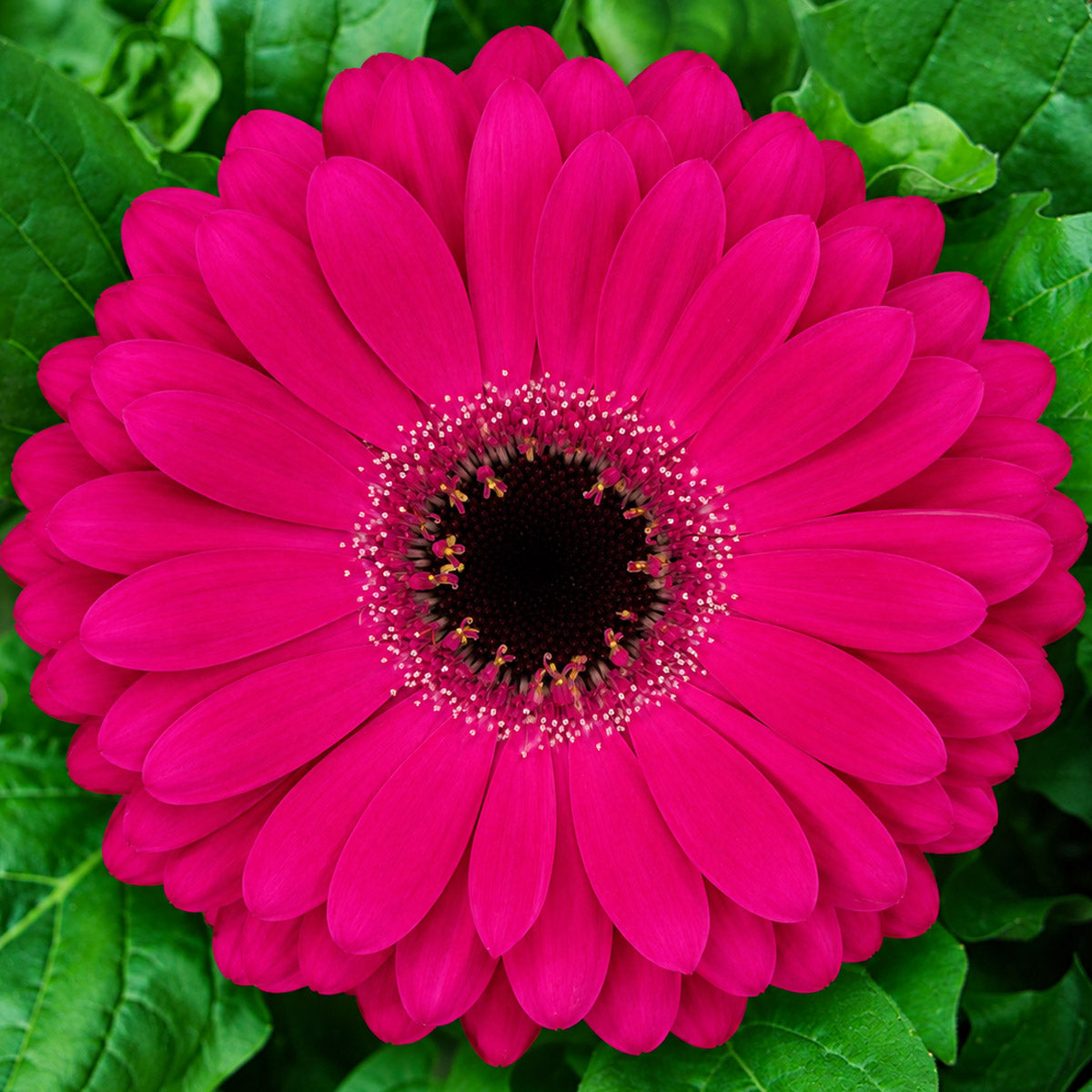 Gerbera Marilu