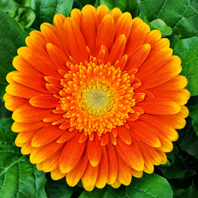 Gerbera Wildfire Collection