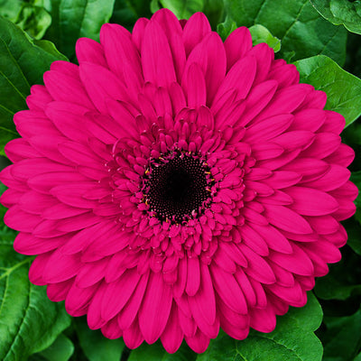 Gerbera Pretty N Pink Collection