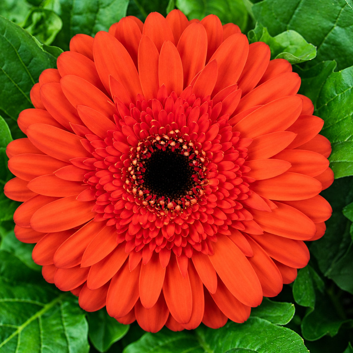 Gerbera Night Ember