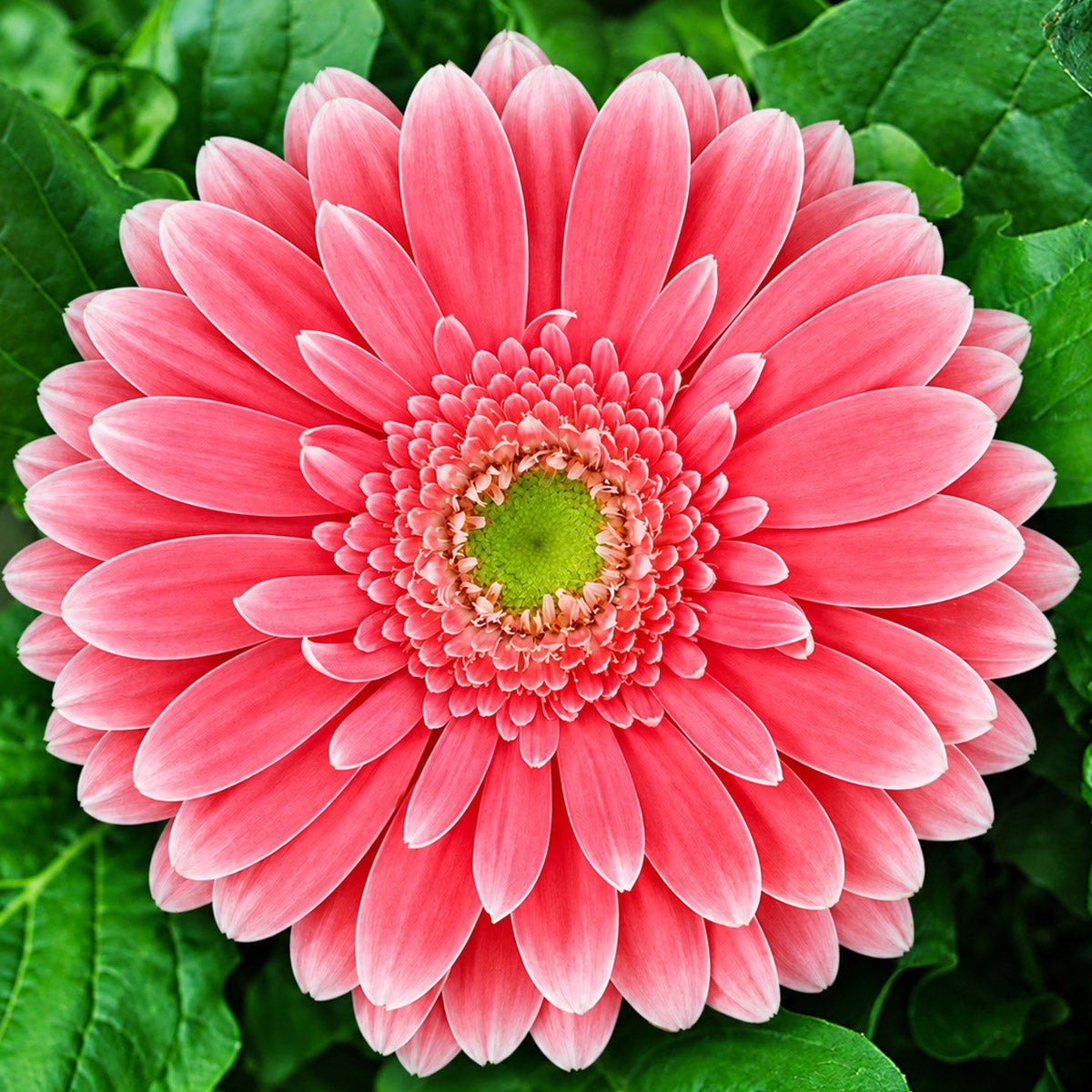 Gerbera Pop Art