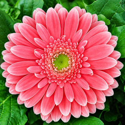 Gerbera Pretty N Pink Collection
