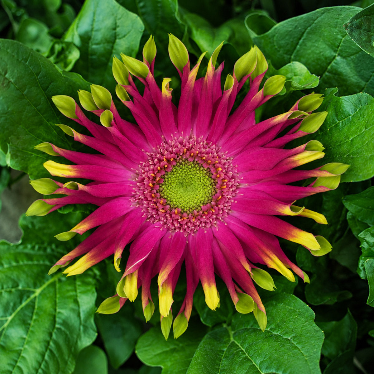 Gerbera Pastini Milazzo
