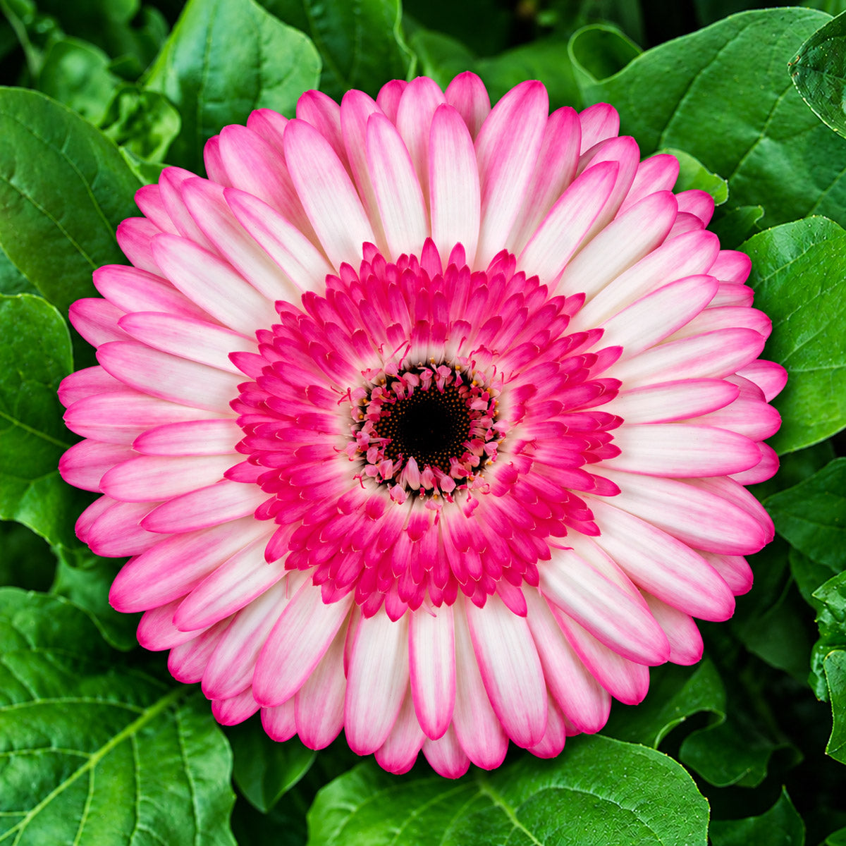 Gerbera Panna Cotta