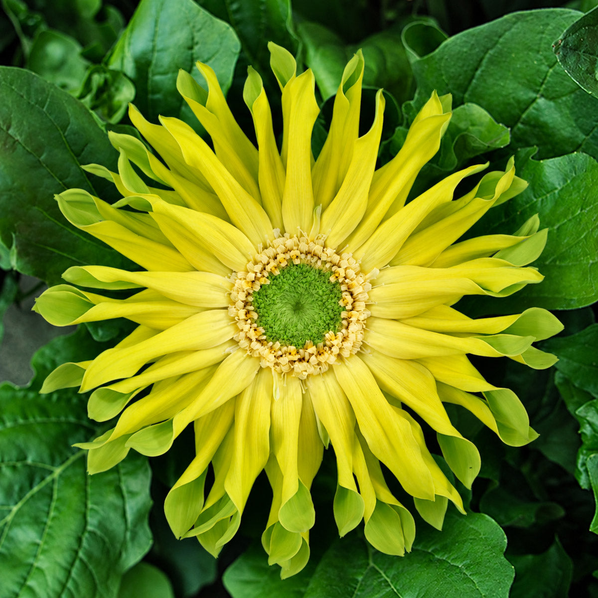 Gerbera Pastini Pistacchio