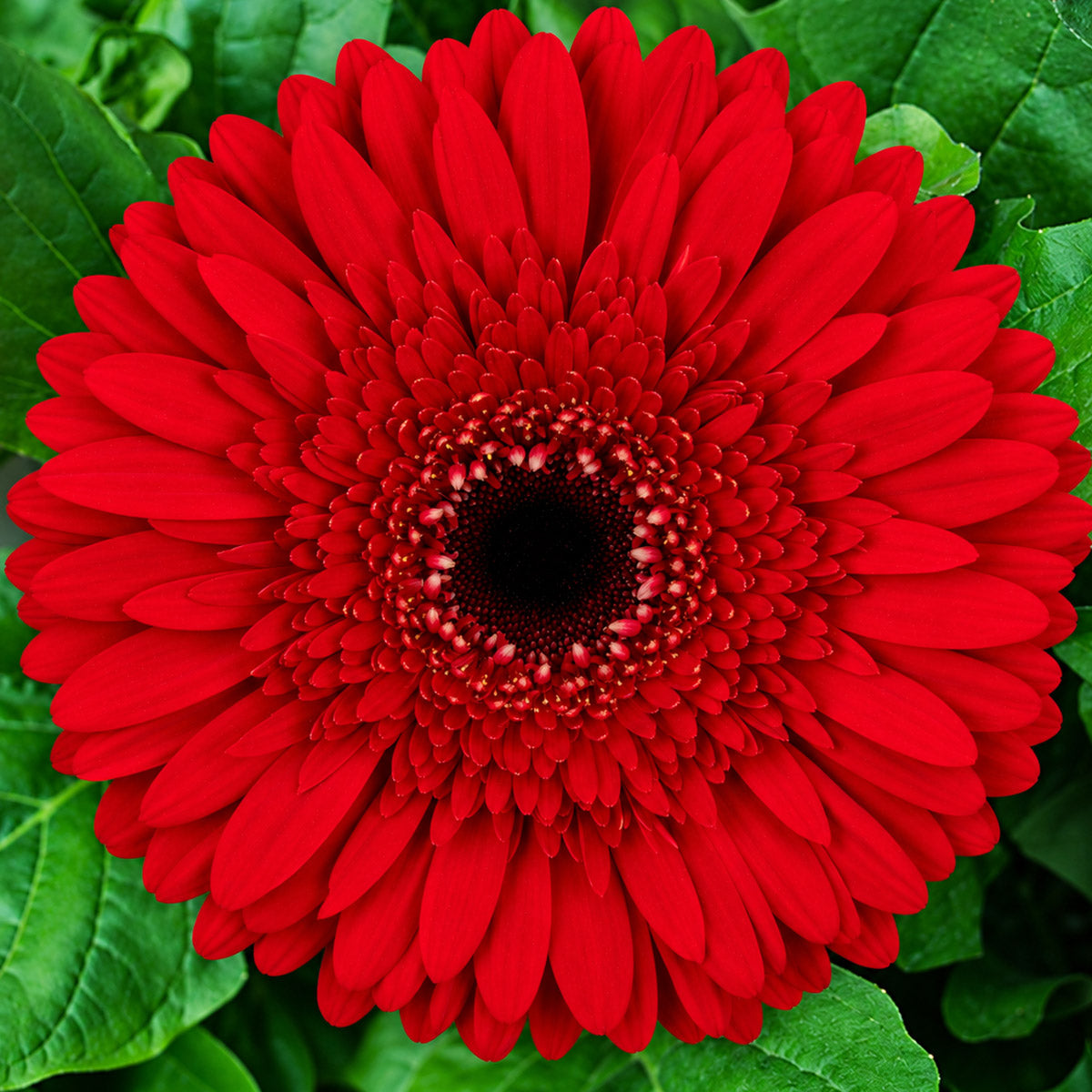 Gerbera Roulette