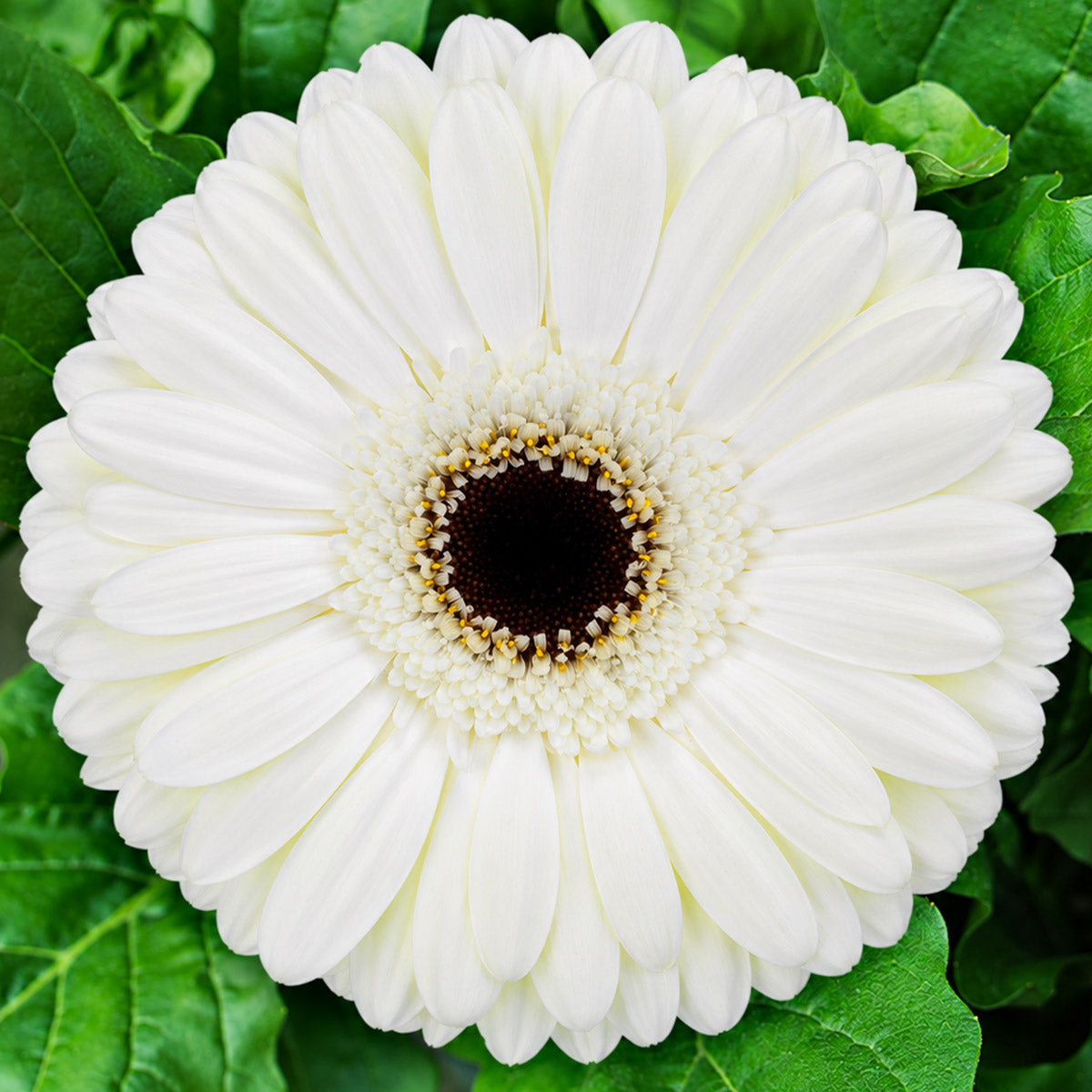 Gerbera Snow King