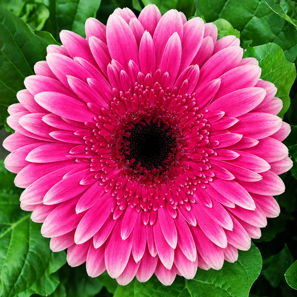 Gerbera Spin Off