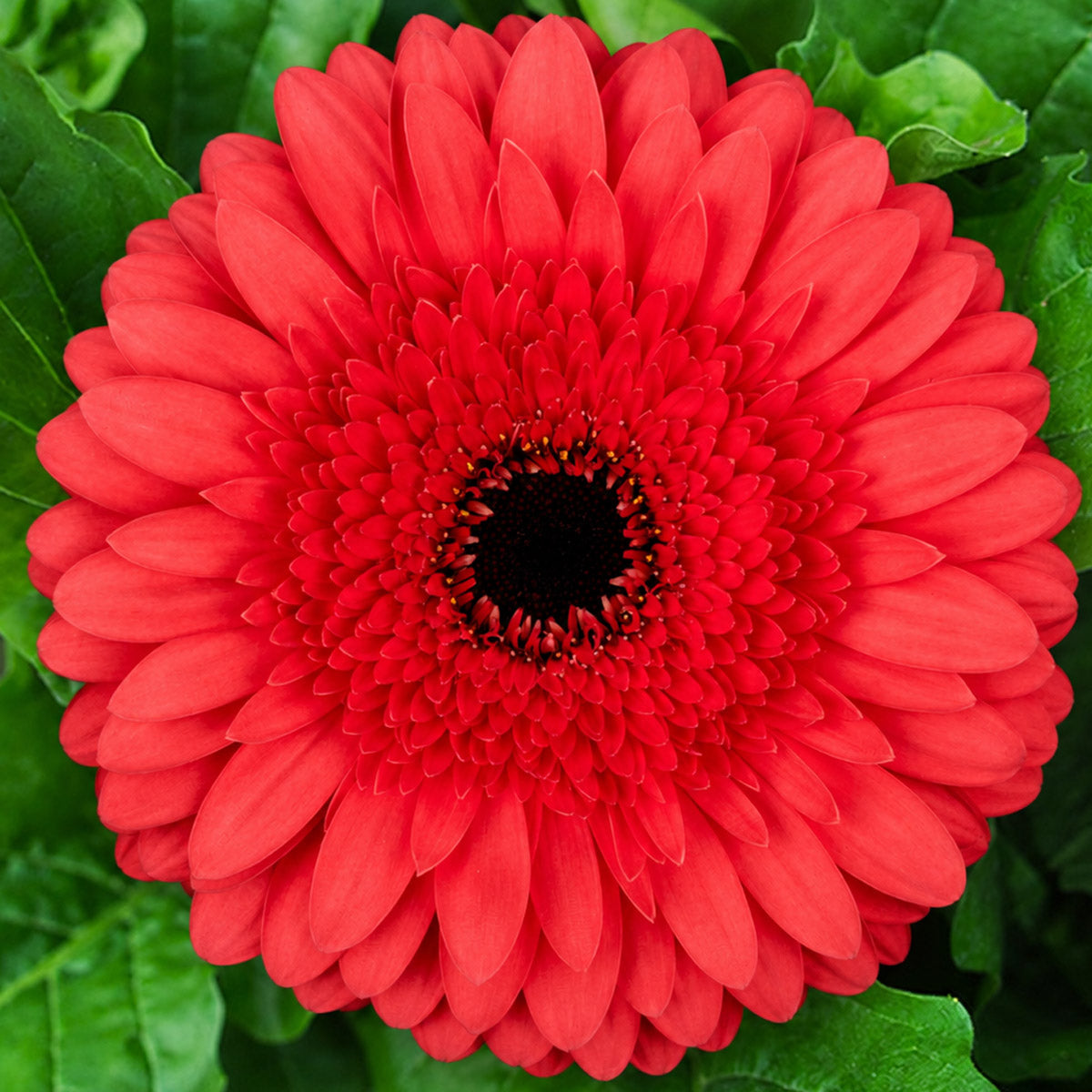 Gerbera Supreme