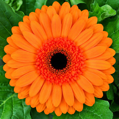 Gerbera Bold Collection