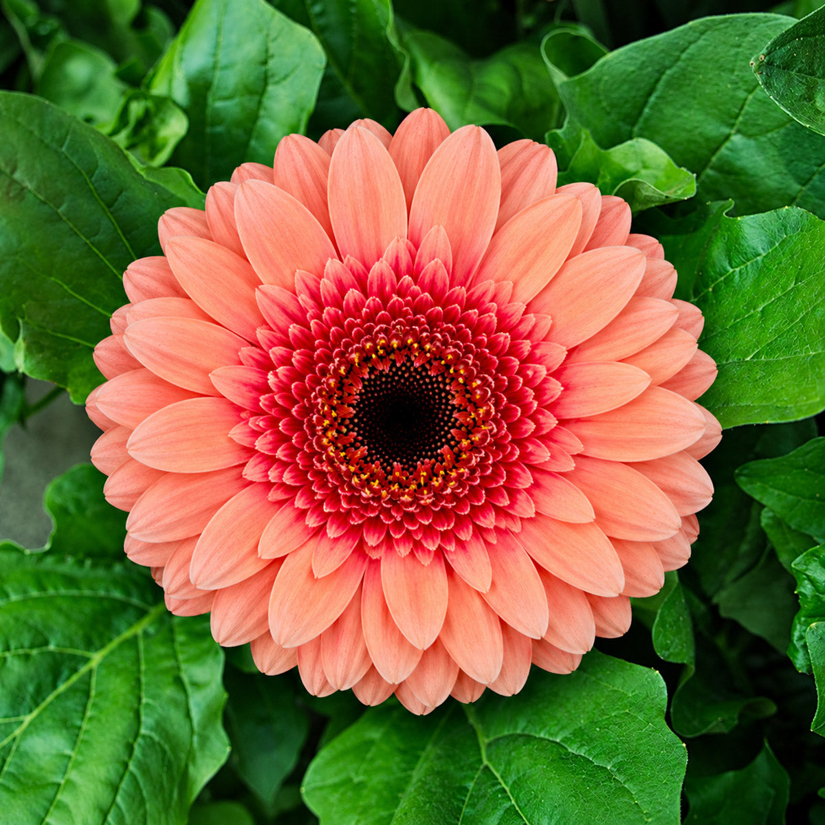 Gerbera Tiptop