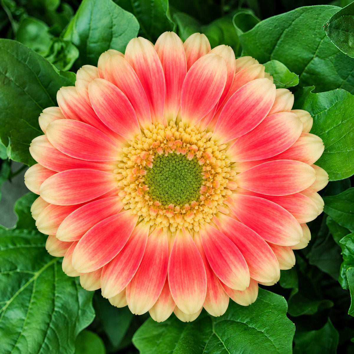 Gerbera Tompouce