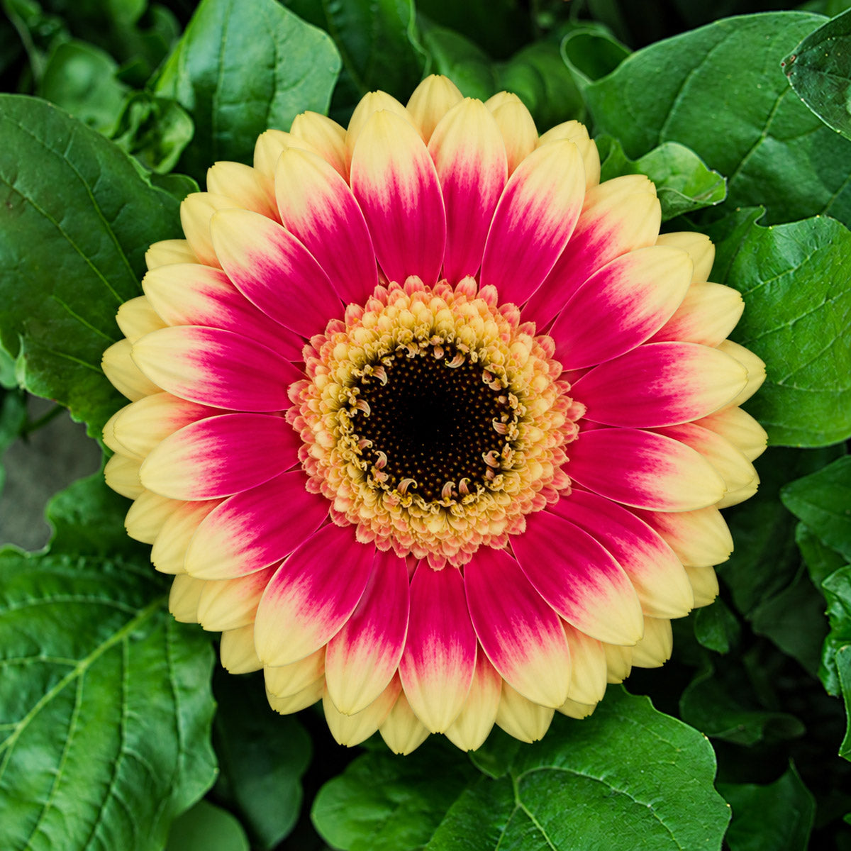 Gerbera Volcano