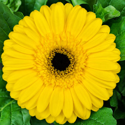 Gerbera Wildfire Collection
