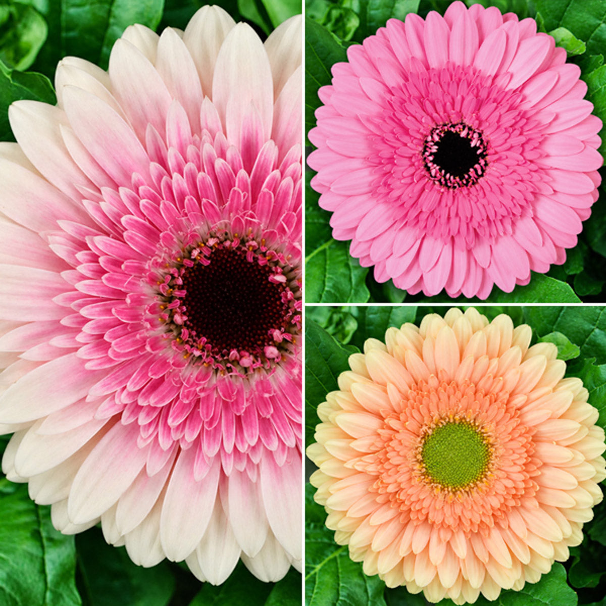 Gerbera Strawberries N Cream Collection