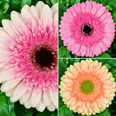 Gerbera Strawberries N Cream Collection