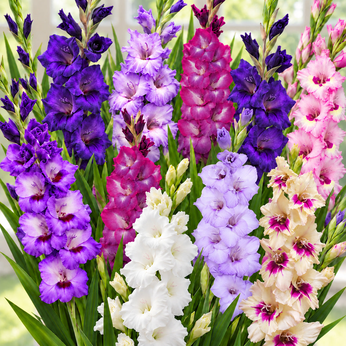 Gladioli Twilight Blend