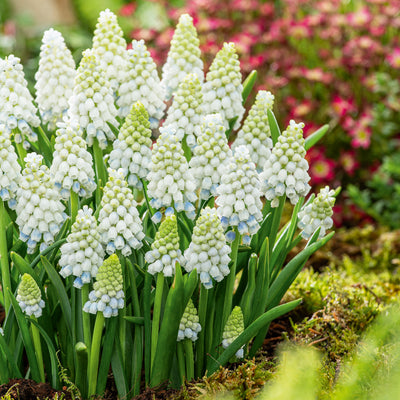 Grape Hyacinth Alaska