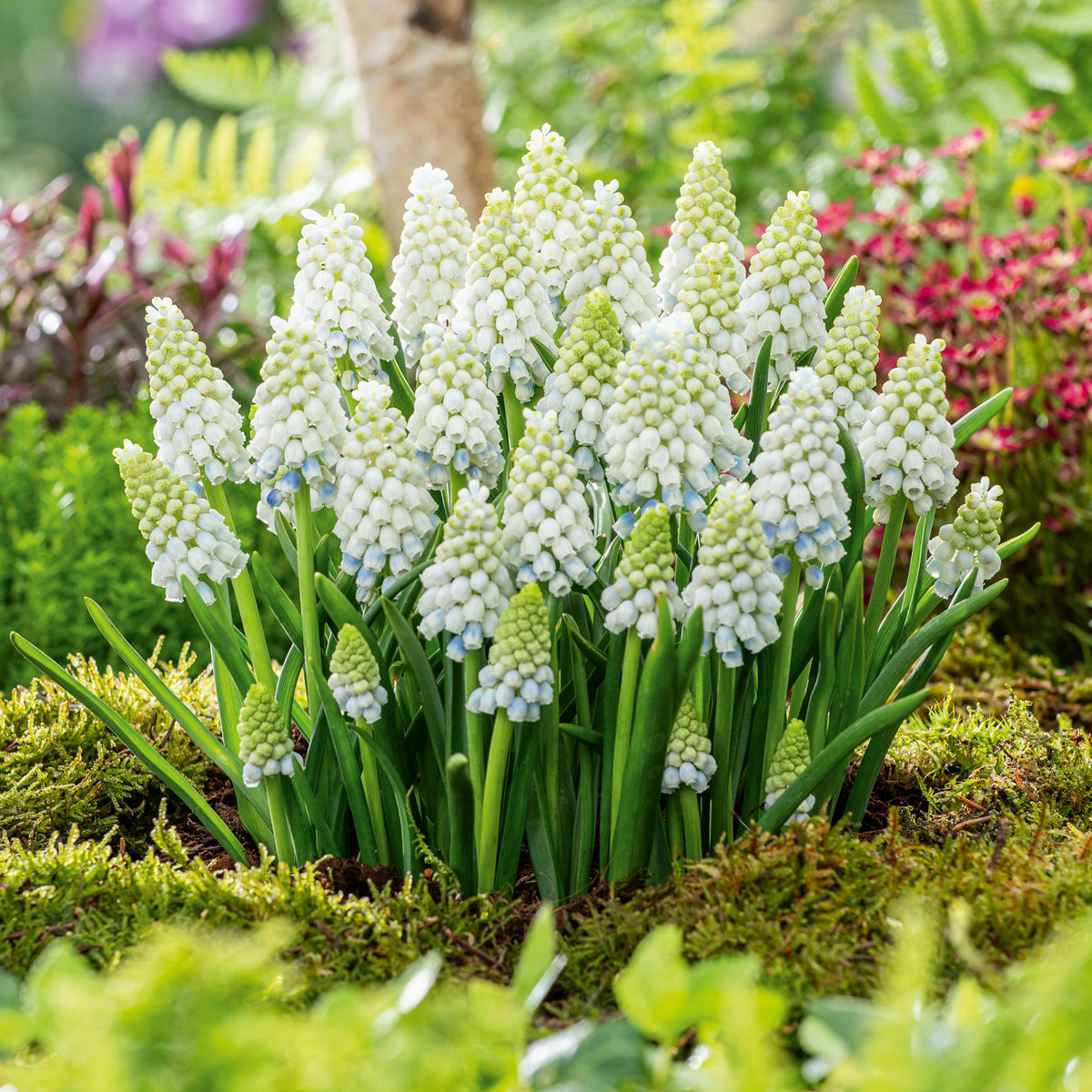 Grape Hyacinth Alaska