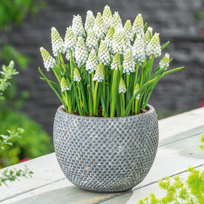 Grape Hyacinth Alaska