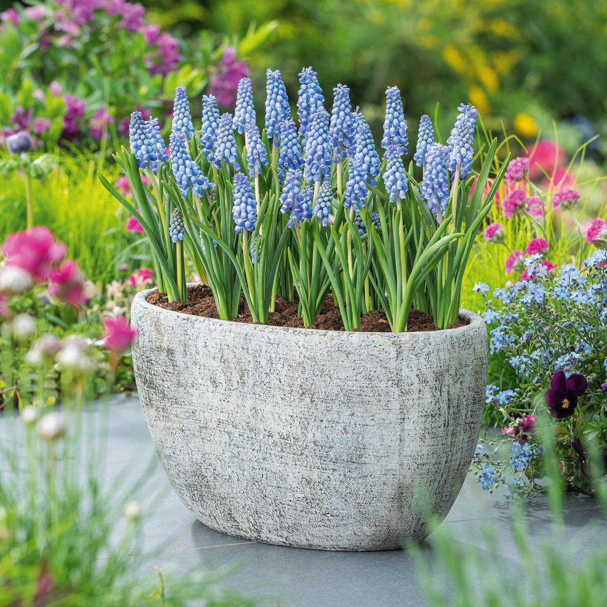 Grape Hyacinth Atlantic
