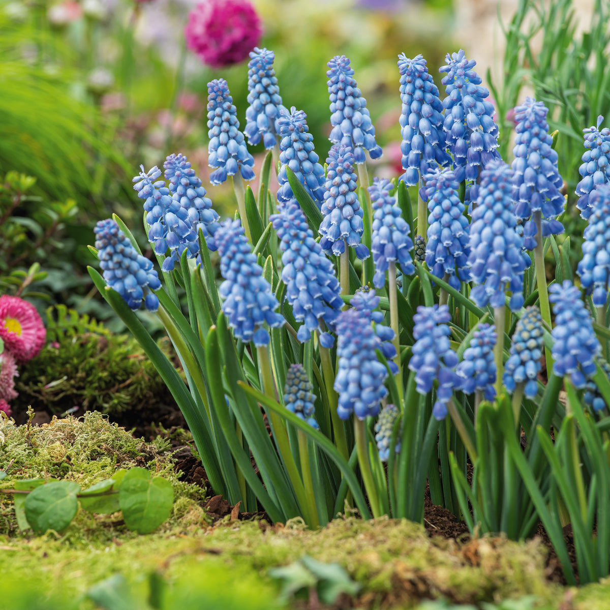 Grape Hyacinth Atlantic