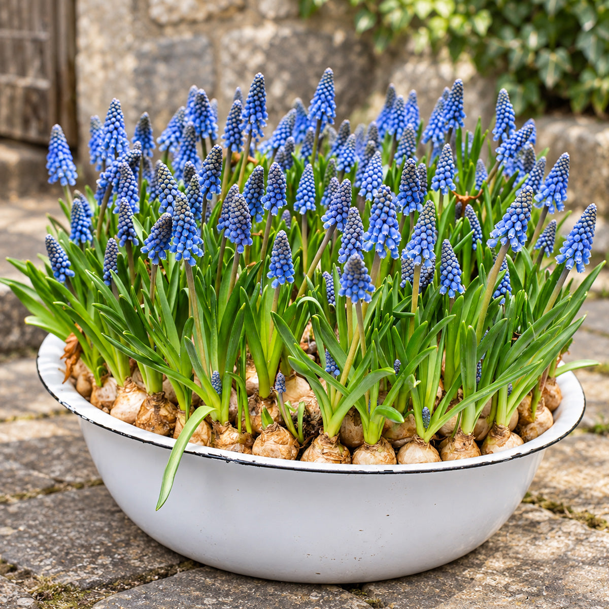 Grape Hyacinth Blue