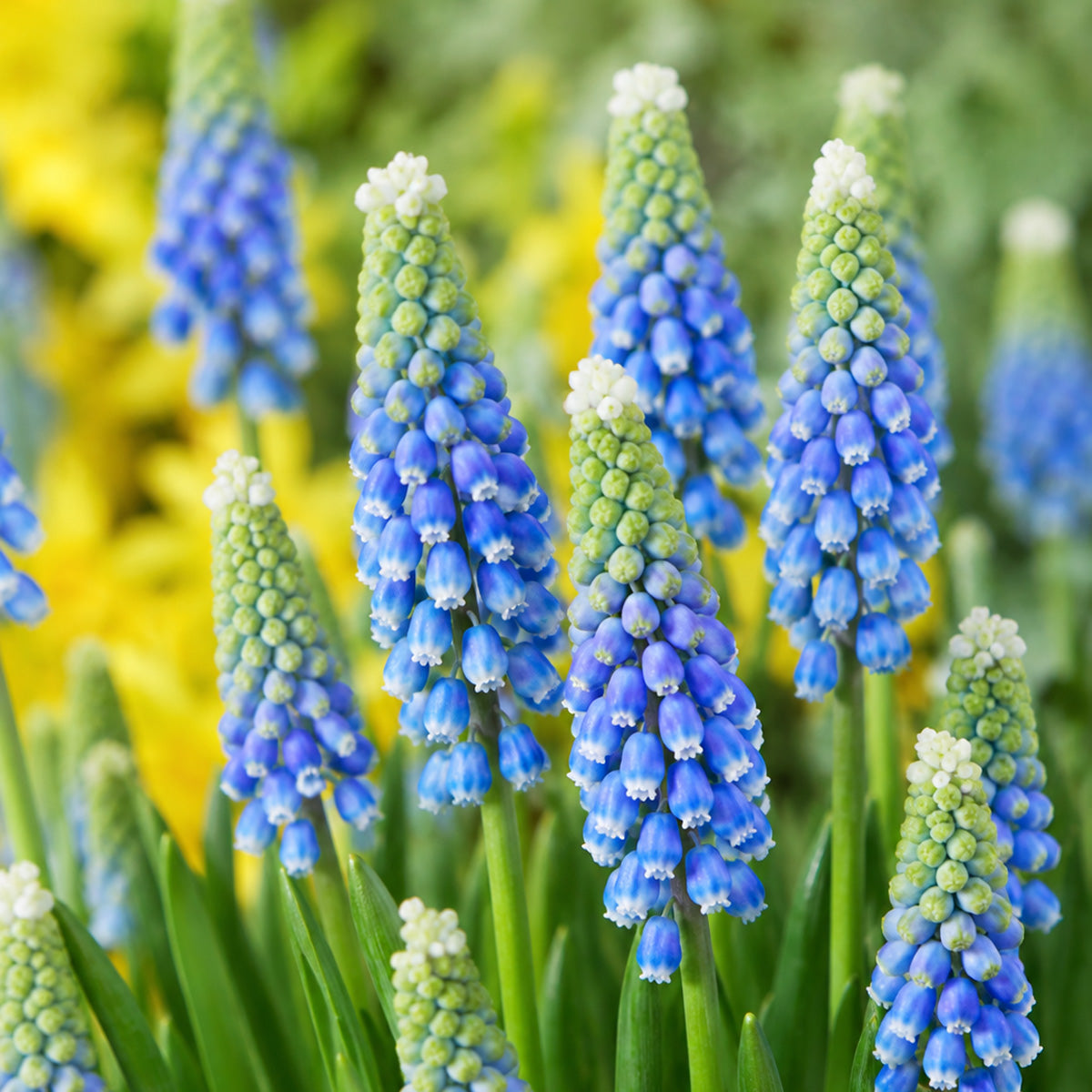 Grape Hyacinth Emmy