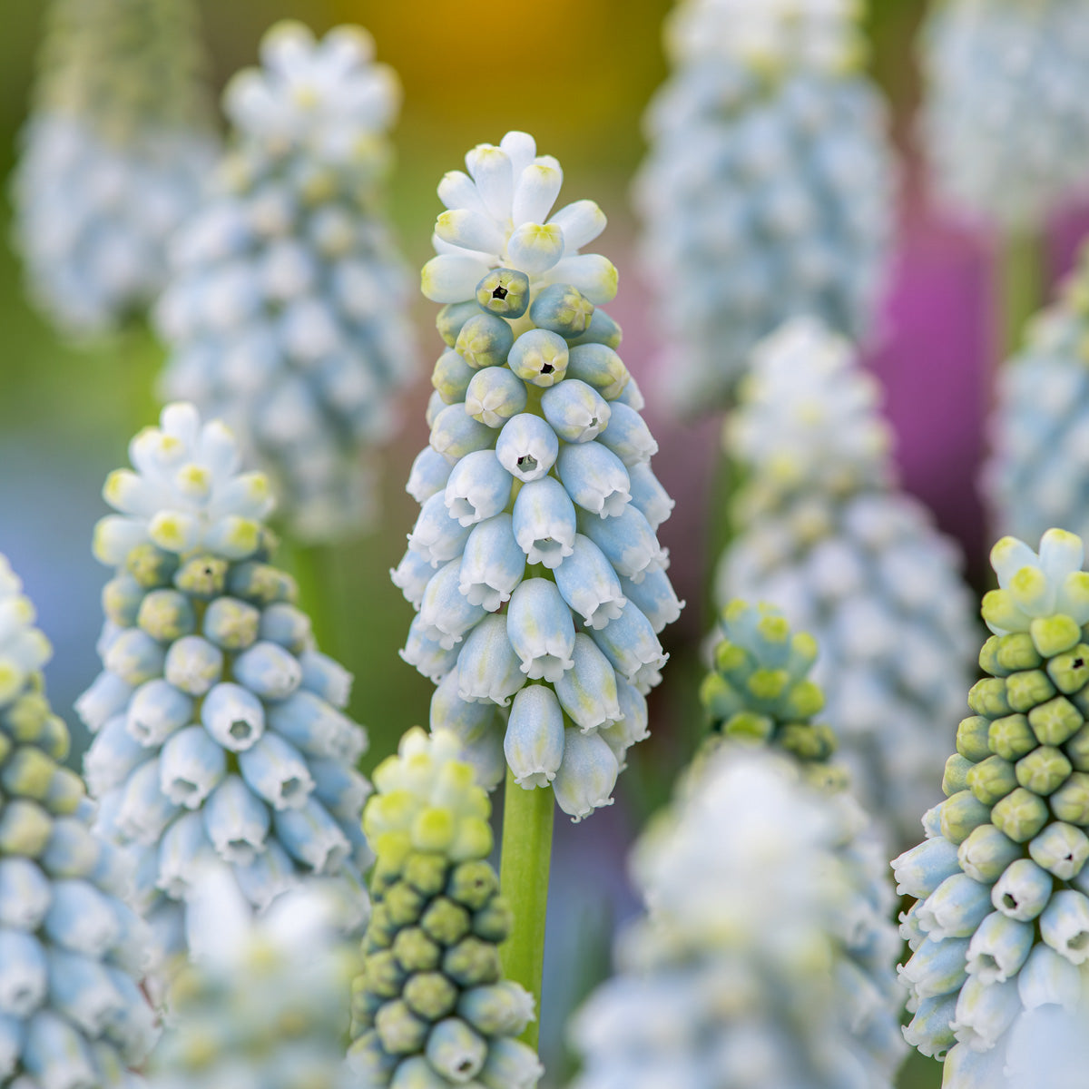 Grape Hyacinth Esther