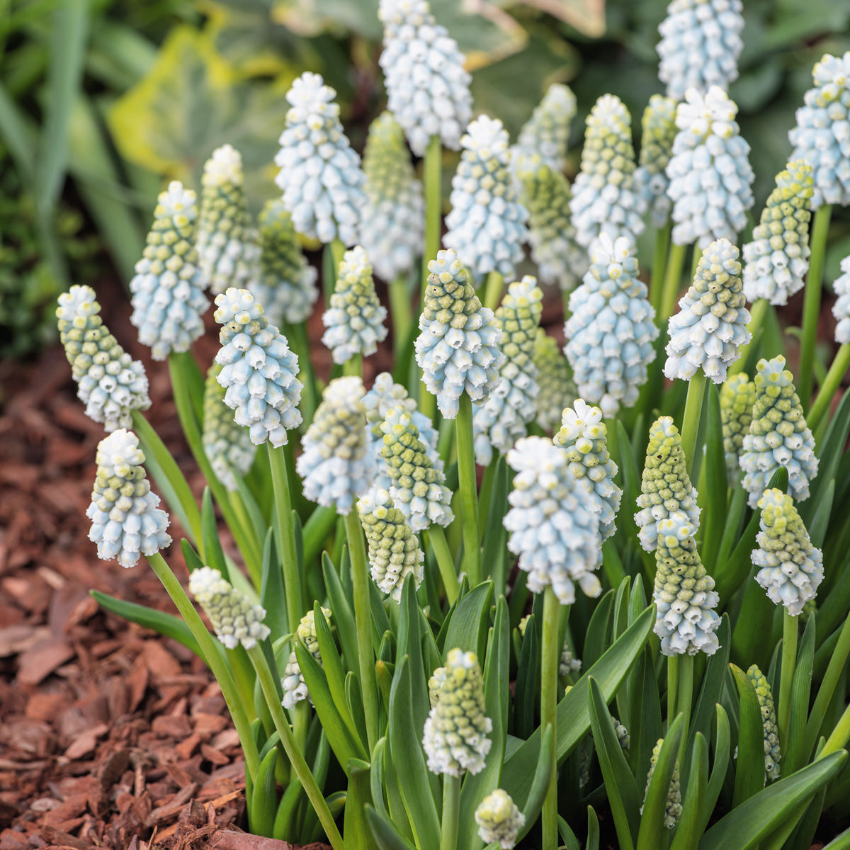 Grape Hyacinth Esther
