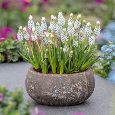 Grape Hyacinth Esther