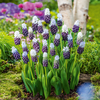 Grape Hyacinth Grape Ice