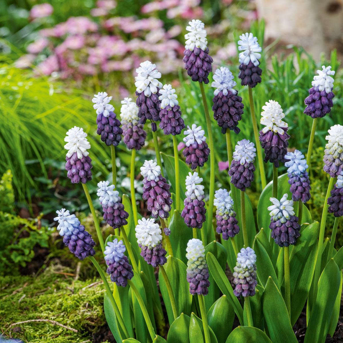 Grape Hyacinth Grape Ice