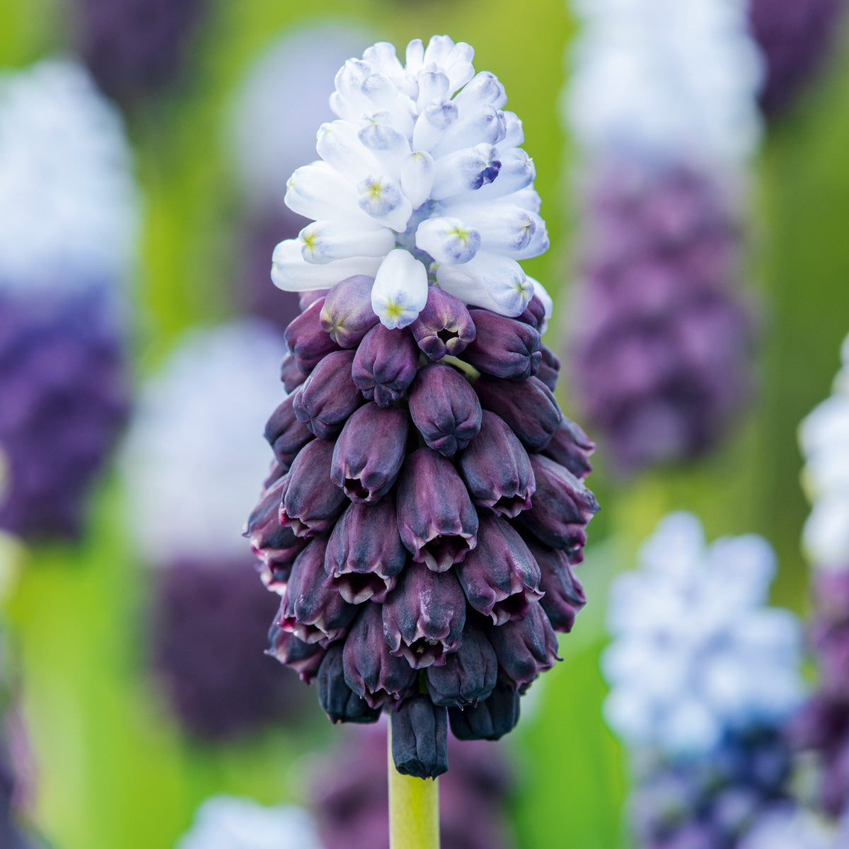Grape Hyacinth Grape Ice