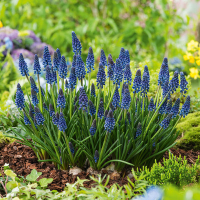 Grape Hyacinth Joyce Spirit