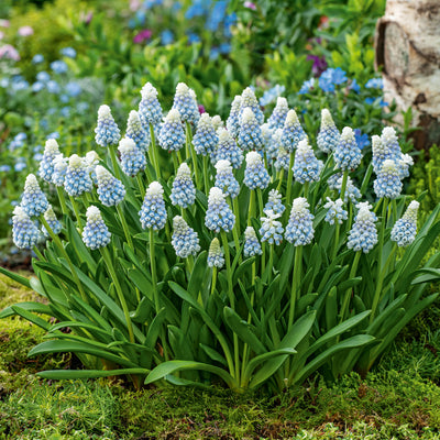 Grape Hyacinth Mountain Lady